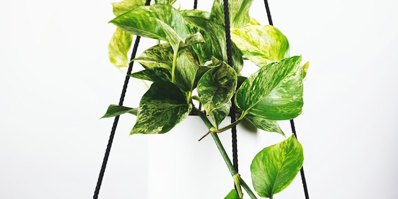 欧冠赛后新闻发布会，曼城主教练瓜迪奥拉正在发言